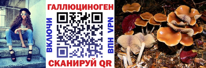 Галлюциногенные грибы Cubensis  сколько стоит  omg ссылка  Дубовка 